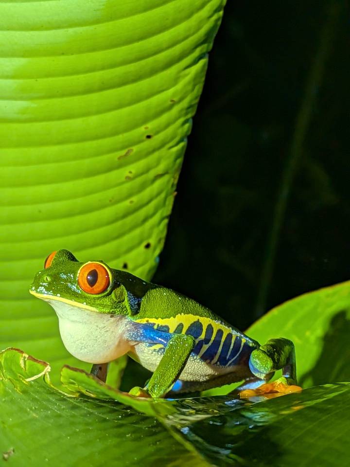 Vivid close-up of a red-eyed tree frog perched on a bright green leaf