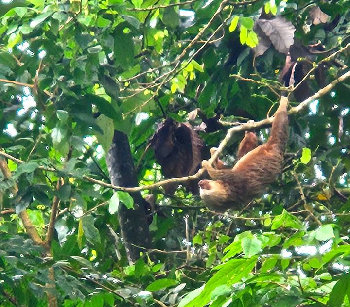 Sloth hanging from a branch in dense rainforest foliage