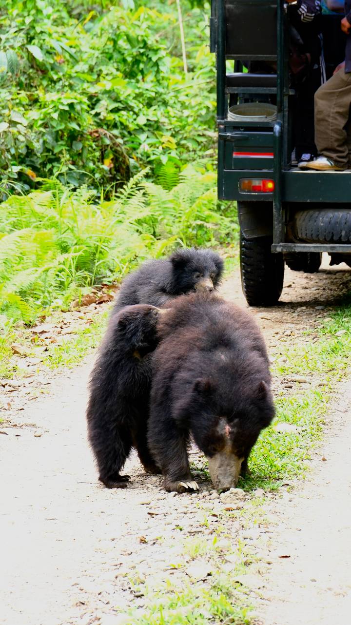 Three young sloth bears play together on a forest track beside a safari vehicle tyre.