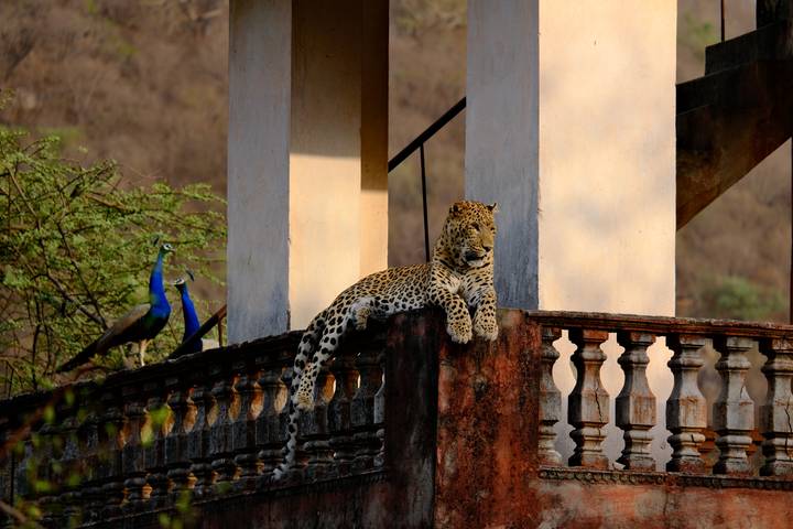 Leopard lounging on a stone balcony while a pair of peacocks stand nearby, set against dry hillside.