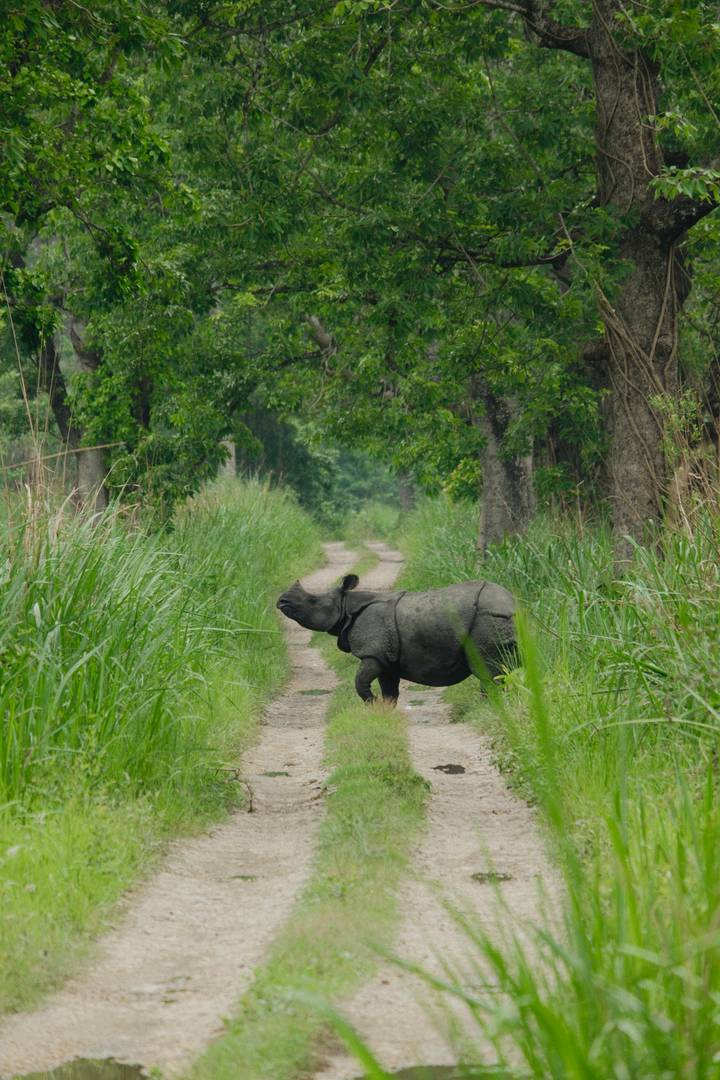 One-horned rhinoceros crosses a narrow jungle track bordered by tall green grass.