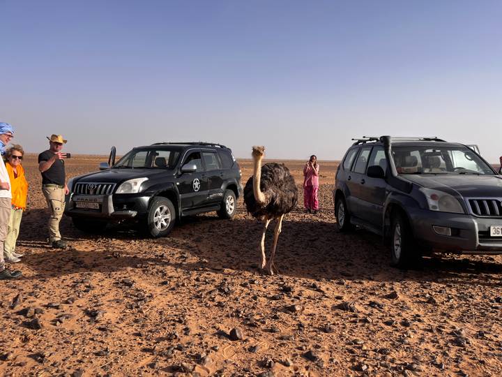 Two off-road vehicles stopped in a rocky desert as travellers observe a curious ostrich