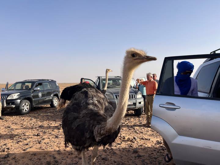 Close-up of an ostrich beside 4x4 vehicles and travellers in the Sahara