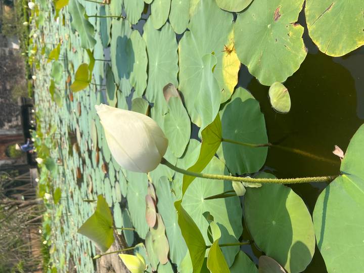 Single white lotus bud rising above broad green pads on a tranquil pond.