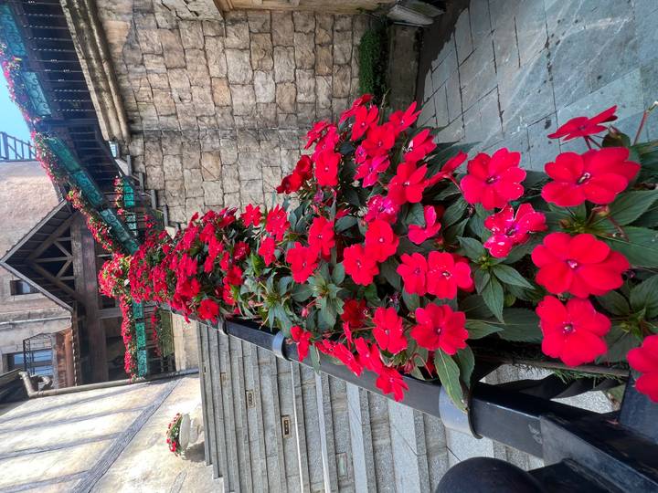 Vibrant line of red impatiens flowers cascading down a railing in Ba Na Hills.