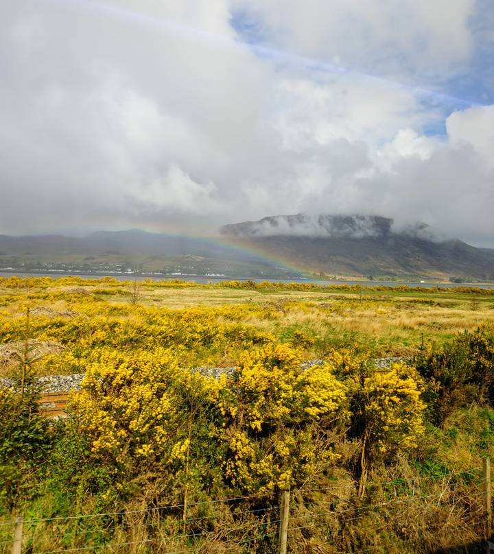 Rainbow arching above a misty mountain and lake with yellow gorse blooming in the foreground.