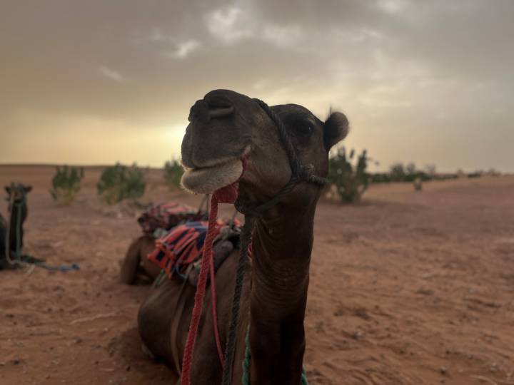 Close-up of a saddled camel resting on sandy desert ground at dusk with sparse vegetation behind