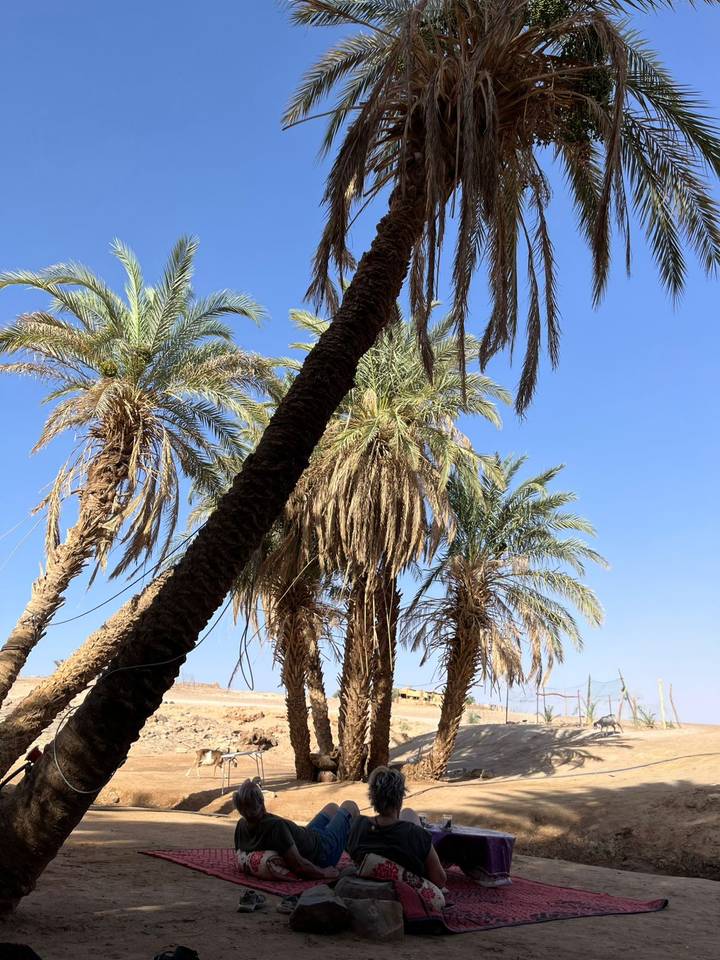 Cluster of tall date palms against bright blue desert sky.
