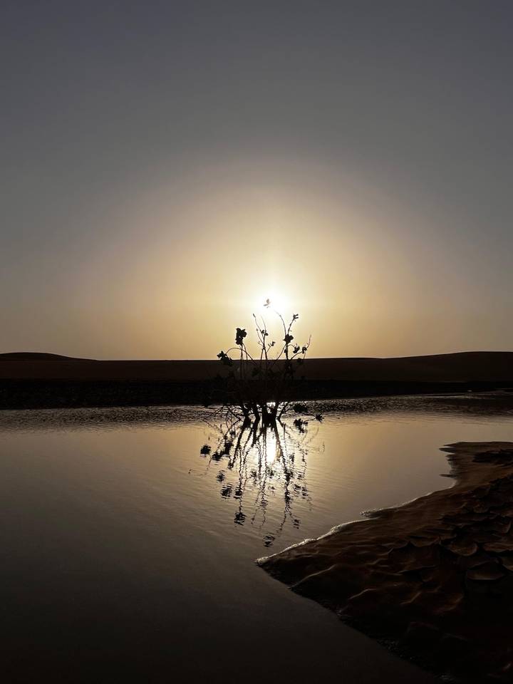 Silhouetted desert shrub mirrored in a still pool at sunrise with soft golden halo over distant dunes.