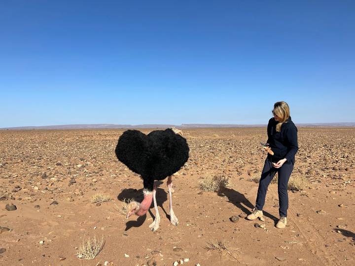 Traveller stands near a black-feathered ostrich amid a wide, stony desert plain under clear sky.