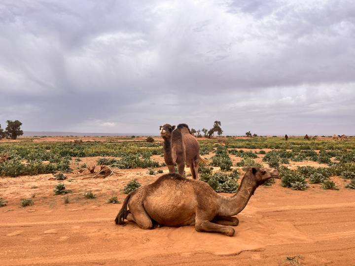 A young camel stands atop a resting camel in a sandy, semi-arid field dotted with green crops and distant trees.