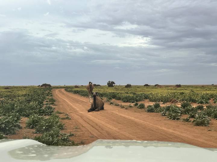 A dirt track winds through low desert vegetation with a camel sitting calmly in the center of the road under a cloudy sky.