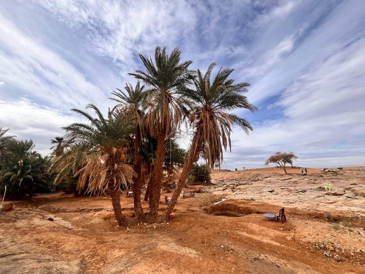 Cluster of tall date palms rising from sandy soil with wide desert terrain and expansive sky in the background.
