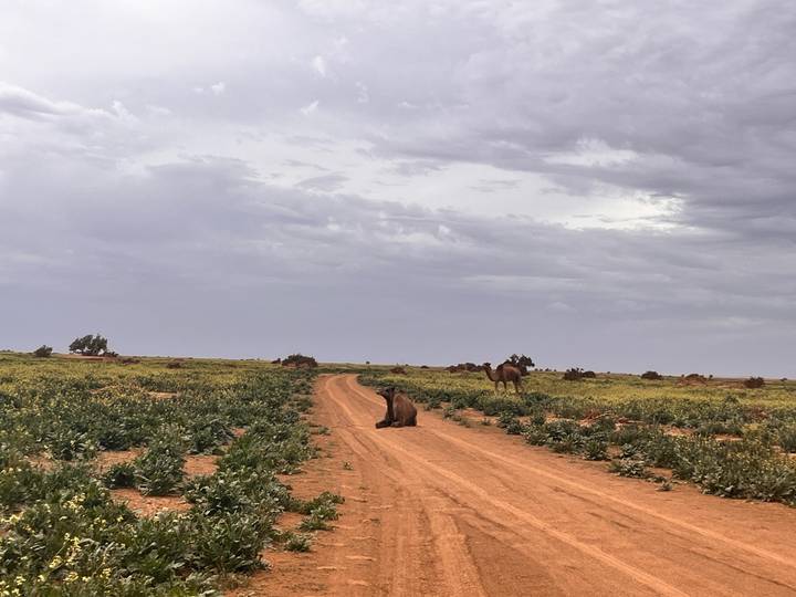 Camel resting on a desert track surrounded by low green shrubs with more camels grazing in the distance.