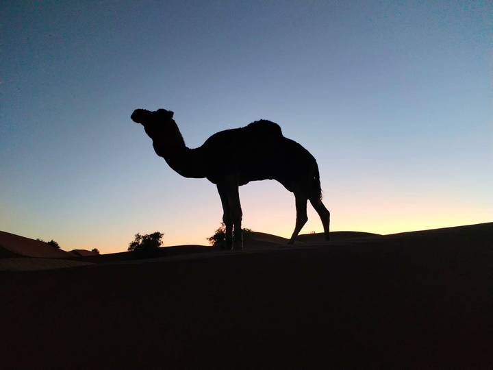 Silhouette of a camel standing on a dune against the gradient light of early dawn.
