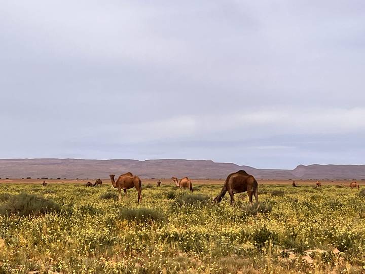 Camels graze in a wide field of yellow wildflowers with low mountains on the horizon.
