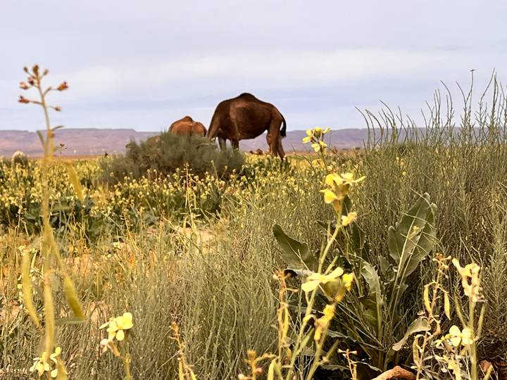 Close-up of desert flowers in focus with camels softly blurred in the background of a wildflower plain.