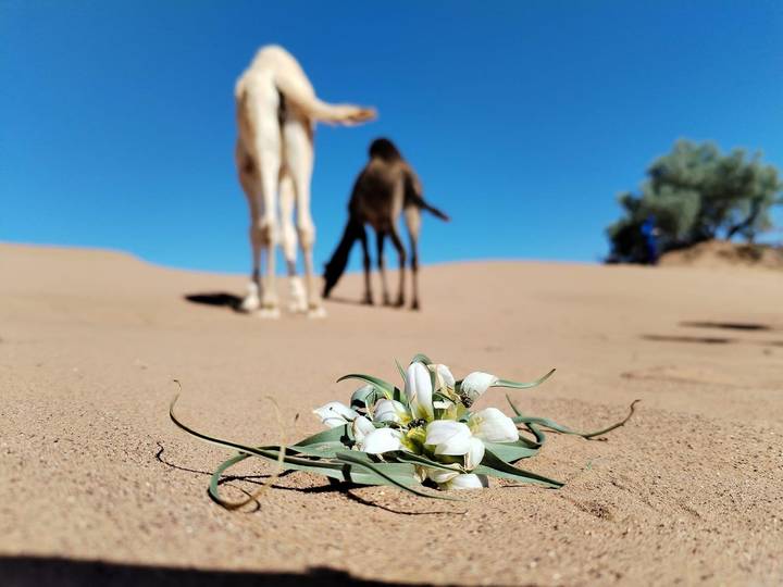White desert blossoms in sharp focus on the sand with two camels blurred in the sunlit background.