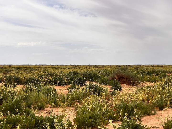 Vast flat field of wildflowers and scrub stretching to a hazy horizon beneath a pale sky.