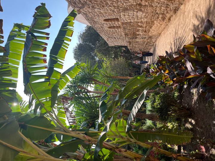 Leafy garden path lined with banana palms and colourful foliage with visitors strolling in dappled light.