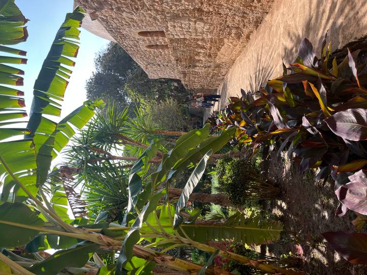 Garden pathway shaded by large banana leaves with two visitors walking along stone wall.