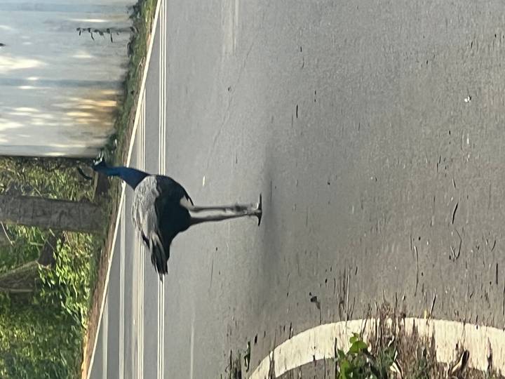 Peacock standing alone on an asphalt road flanked by forest greenery.