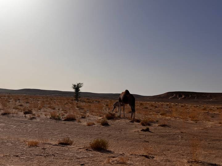 Solitary camel grazing sparse vegetation on an open, flat desert plain under a bright morning sky