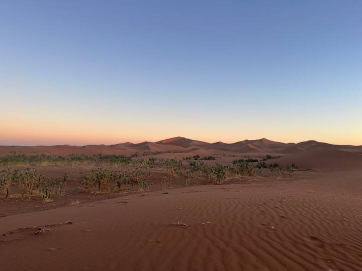 Vast reddish sand dunes under a pastel dawn sky with sparse desert shrubs in the foreground.