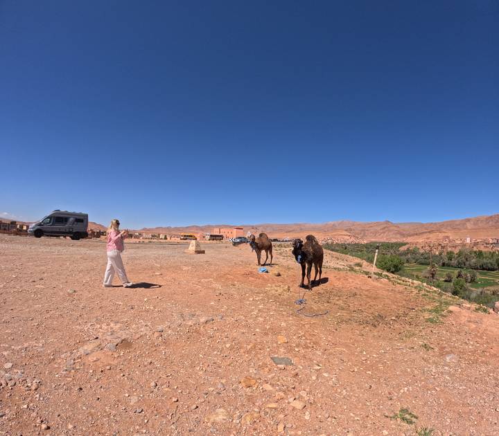 Visitor approaches two saddled camels resting on a wide desert plateau beneath a deep blue sky.
