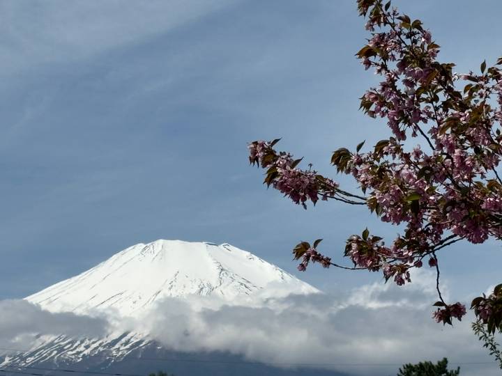 Snow-capped Mount Fuji framed by blooming pink cherry blossoms against a clear sky.
