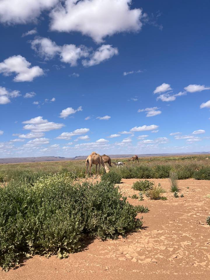 Two camels grazing on sparse vegetation beneath a bright blue sky dotted with clouds.