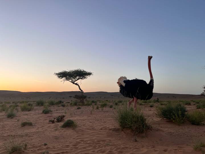 Ostrich standing near a lone acacia tree on sandy plains at sunrise.