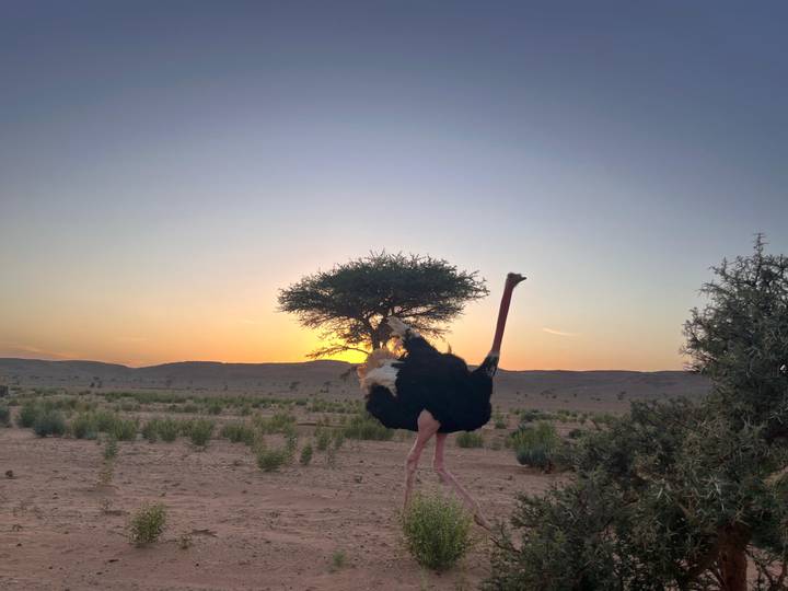 Silhouetted ostrich walking in front of a tree against an orange desert sunset.