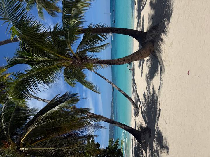 White sand beach framed by leaning palm trees with turquoise water and distant swimmers.