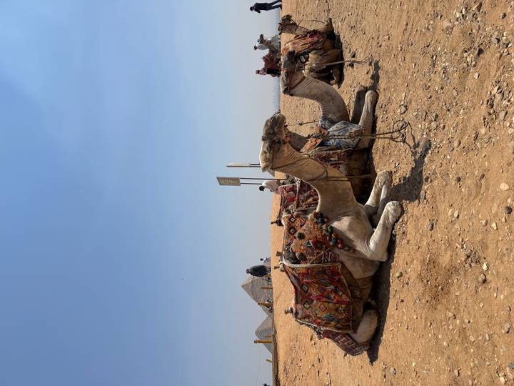Resting camels in colourful saddles on desert ground with pyramids in background.