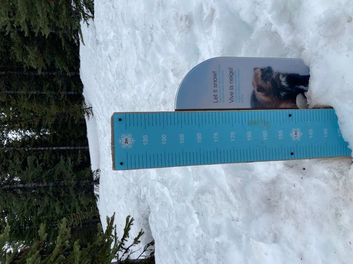 Snow depth measuring pole and wolverine sign plunged into deep winter snow