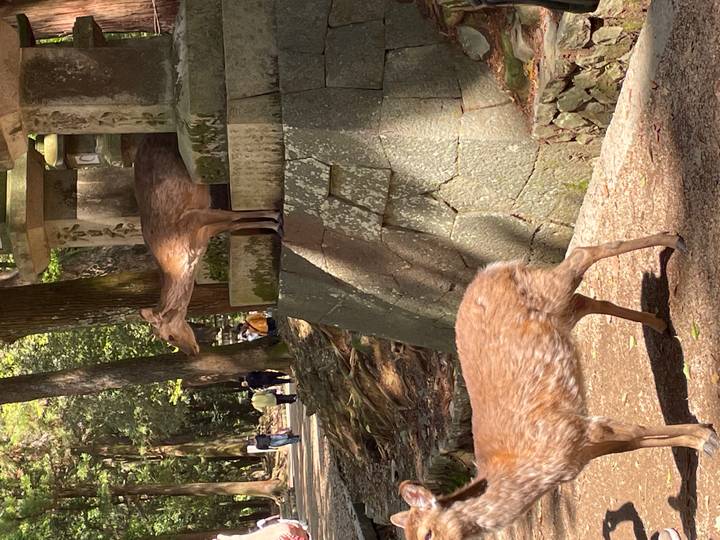 Wild deer wandering among moss-covered stone lanterns in a shaded forest shrine.