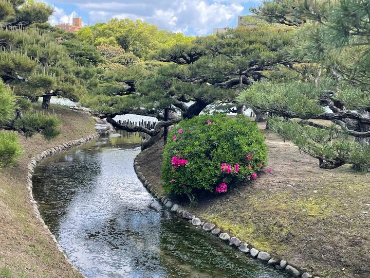 Meandering stream bordered by sculpted pine trees and blooming shrubs in a tranquil garden.