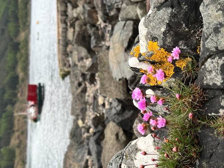Tiny pink wildflowers and golden lichen on seaside rocks with a blurred fishing boat on a Scottish loch behind.