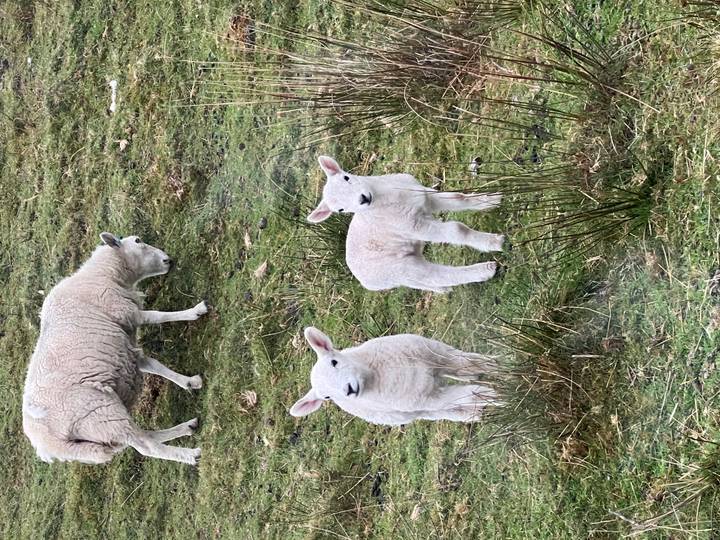 Two curious lambs stand beside their grazing mother on rough grassy moorland.