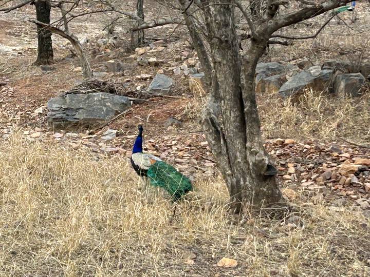 Peacock with vibrant blue neck walks through dry grass and rocky scrub forest.