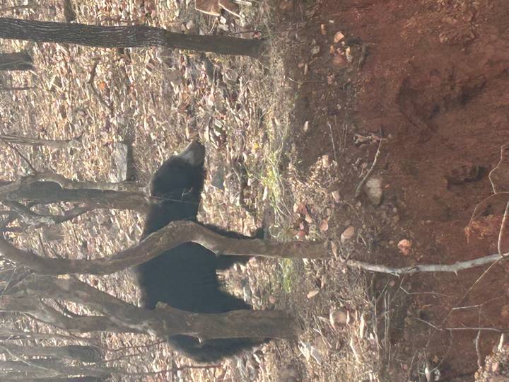 Sloth bear walking through dry, rocky terrain partially concealed by trees.