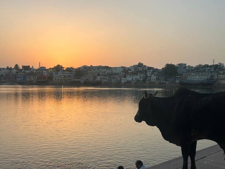 Silhouette of a cow by a tranquil lake at sunrise with the town skyline of Pushkar beyond.