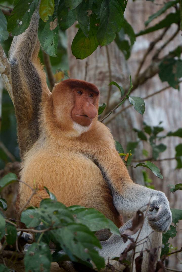 Side profile of a proboscis monkey sitting on a branch against blurred jungle background.