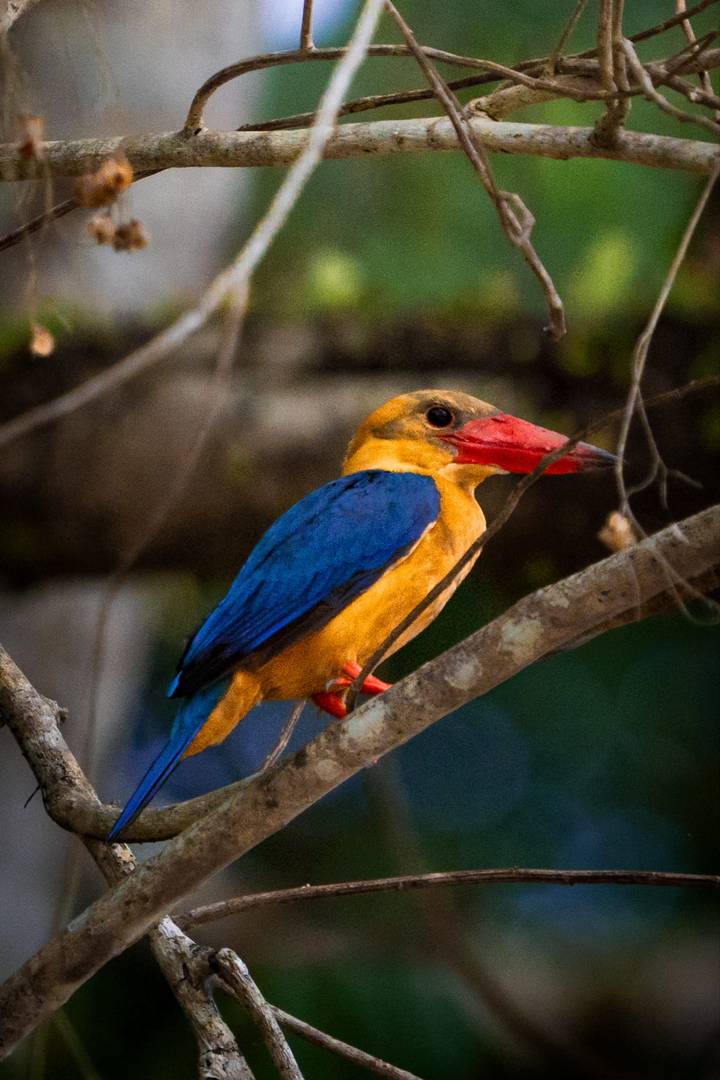 Vivid portrait of a stork-billed kingfisher with bright blue wings and red bill perched on a twig.