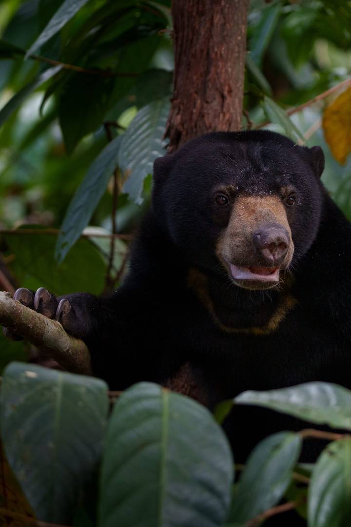 Close-up portrait of a Bornean sun bear grasping a tree branch in the rainforest.