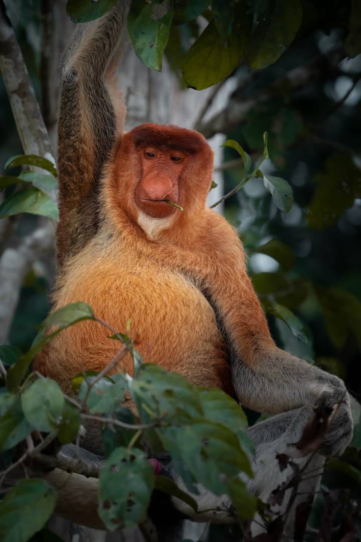 Proboscis monkey chewing a leaf while perched high in a tree, detailed fur and face.