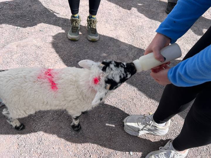 Traveller bottle-feeds a marked lamb on a farmyard path while companions stand nearby