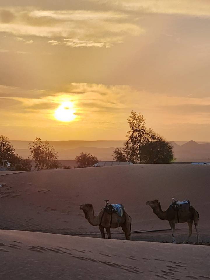 Golden sun sets over rolling desert dunes with distant silhouettes of acacia trees.
