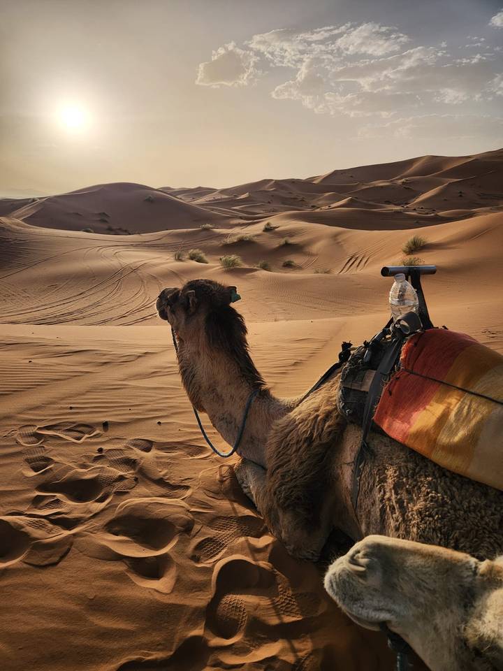 Close profile of a camel with saddle and water bottle resting on rippled Sahara sand at dawn.